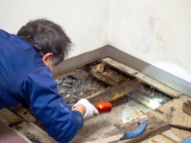 Best Mold Remediation for Specific Building Types in Pearl, MS