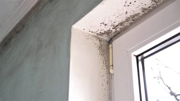 Best Residential Mold Remediation in Pearl, MS