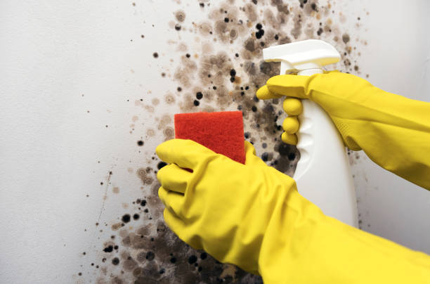 Best Health and Safety Mold Remediation in Pearl, MS
