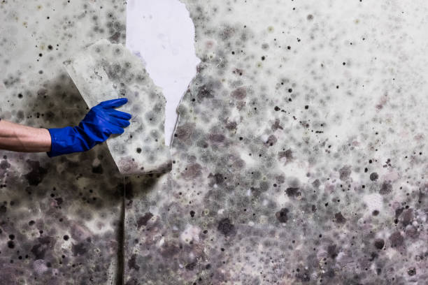 Best DIY Mold Remediation Support Services in Pearl, MS