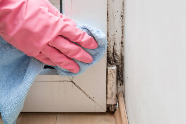 Best Localized Mold Remediation (e.g., coastal areas, humid climates) in Pearl, MS